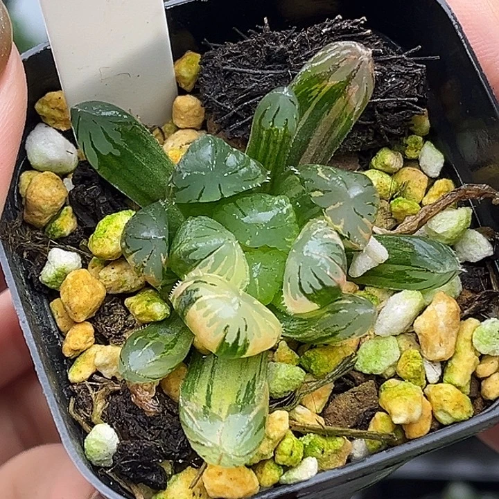 199N1关东大紫玉露锦