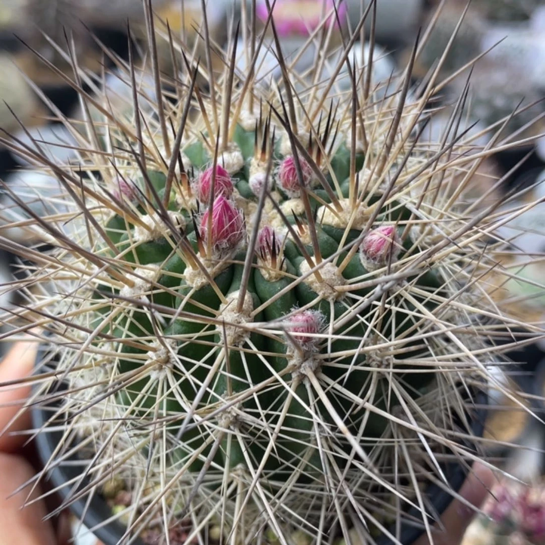 刺琥玉        实生根