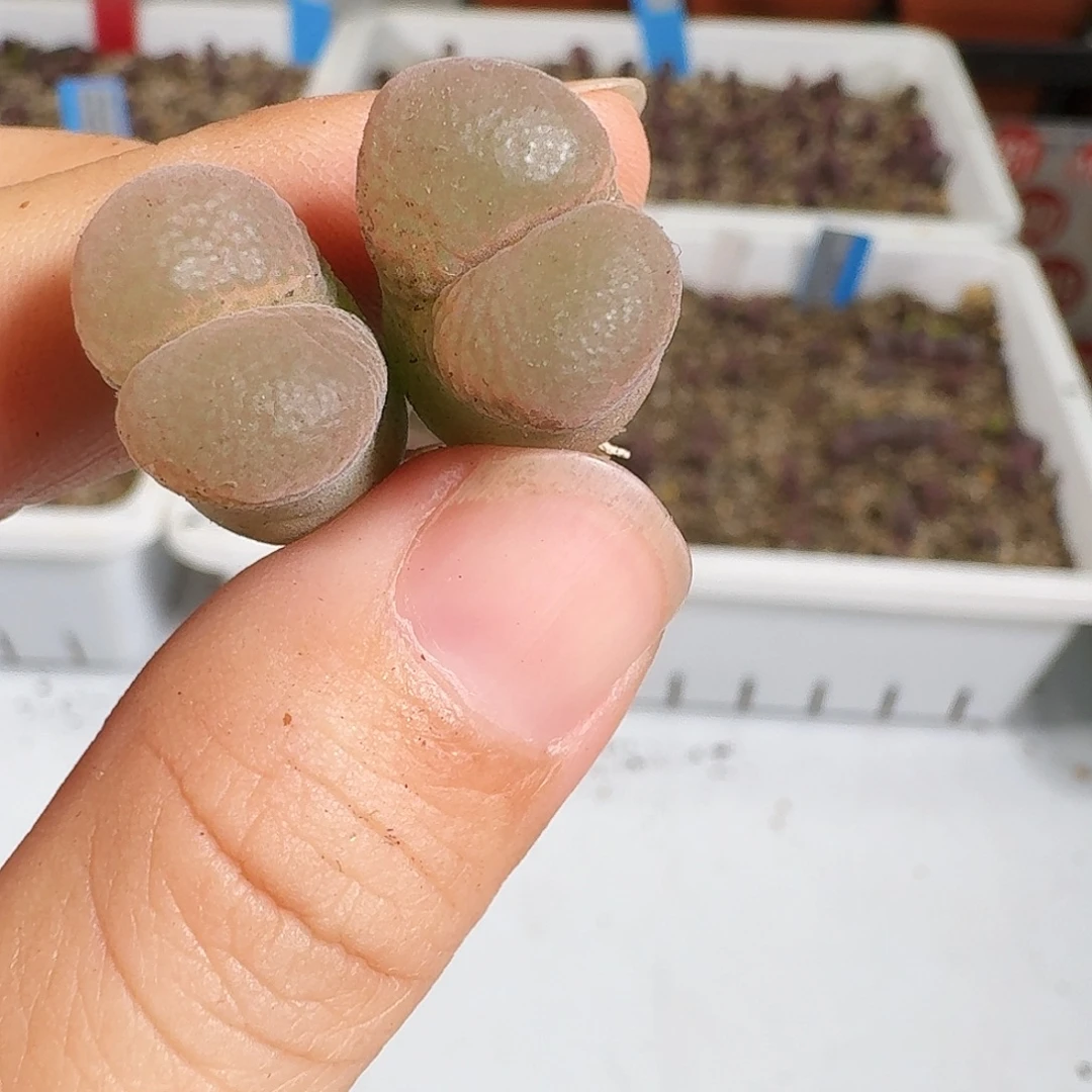 多肉植物福利风铃233