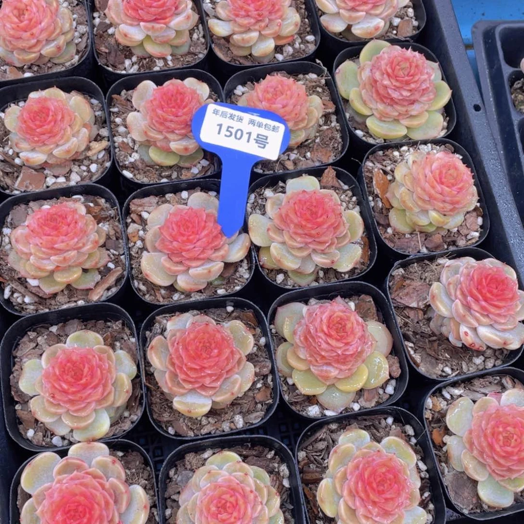 1501号糖心盈盈单头一个