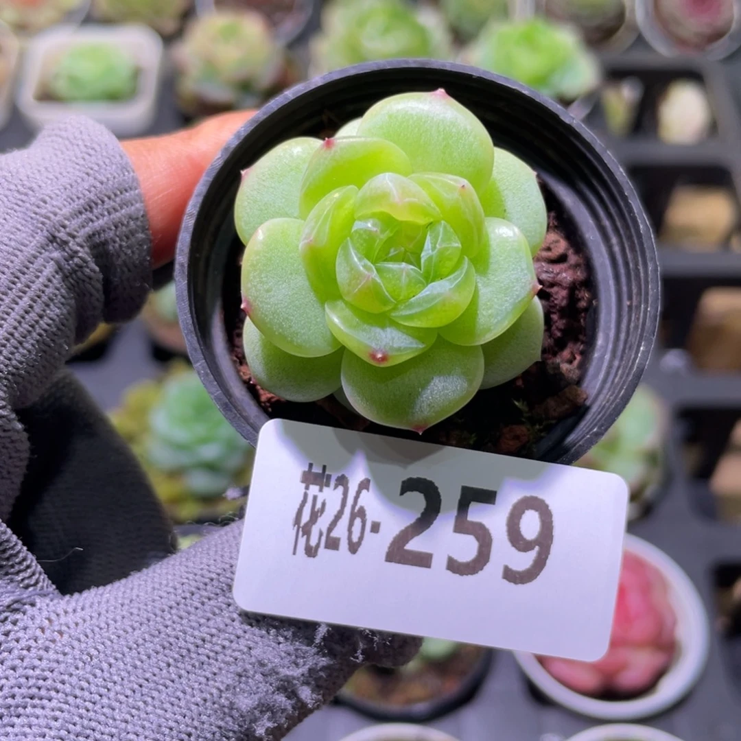 花利美26-259珍妮