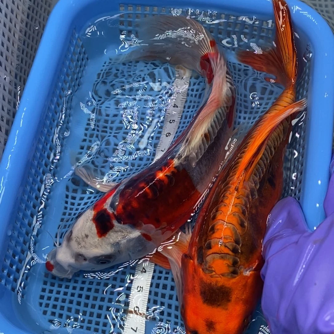 锦鲤冷水锦鲤包邮