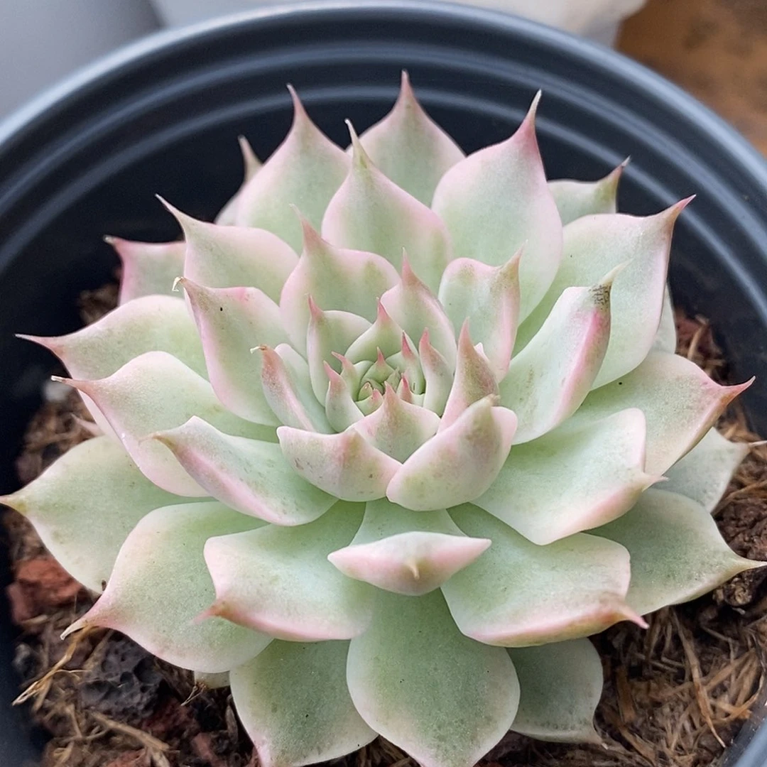 玛格丽特锦 小方花圃一物一拍