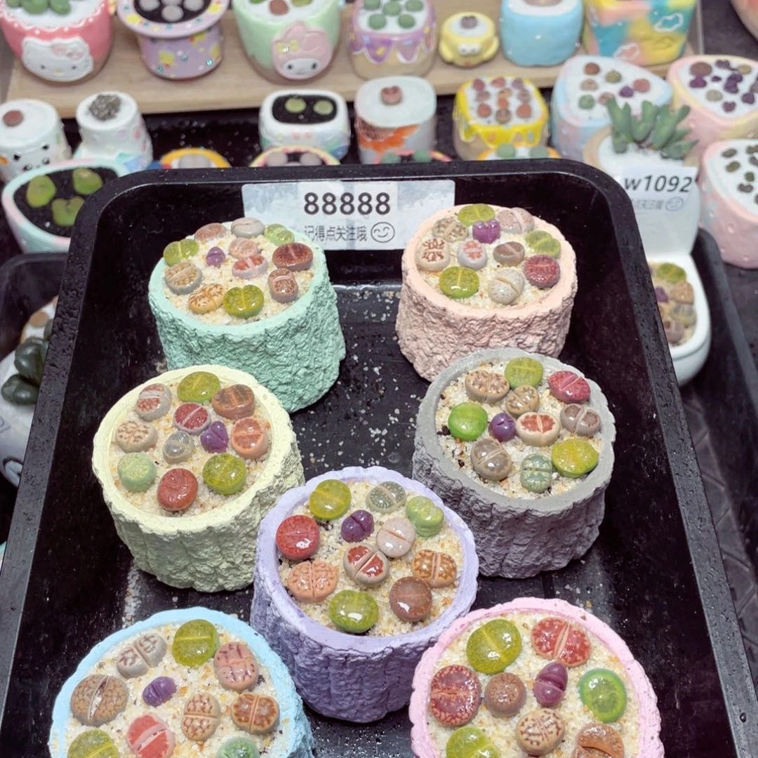 w88888速干树桩一份一盆 量拍