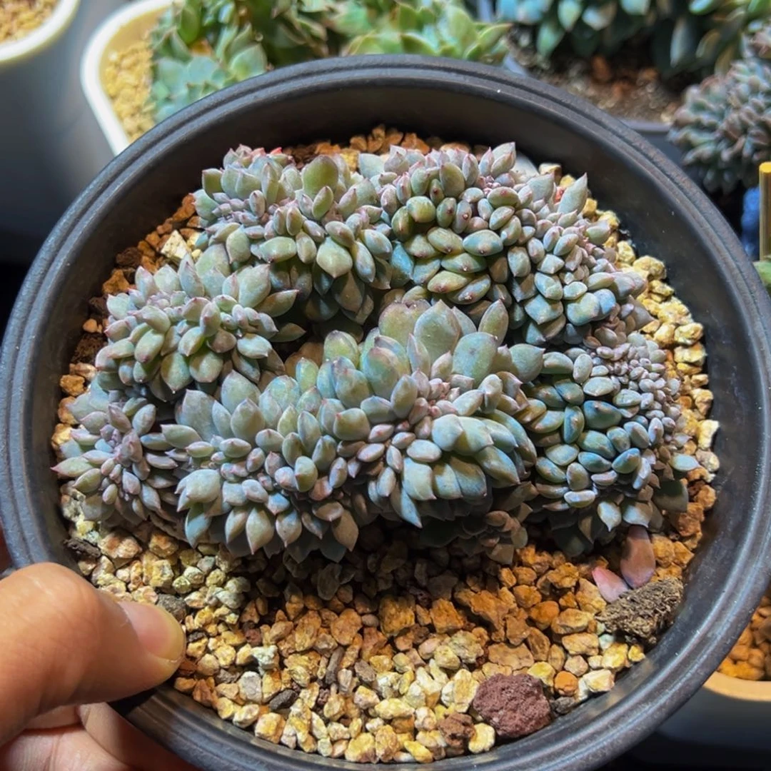 新年快乐 新年快乐