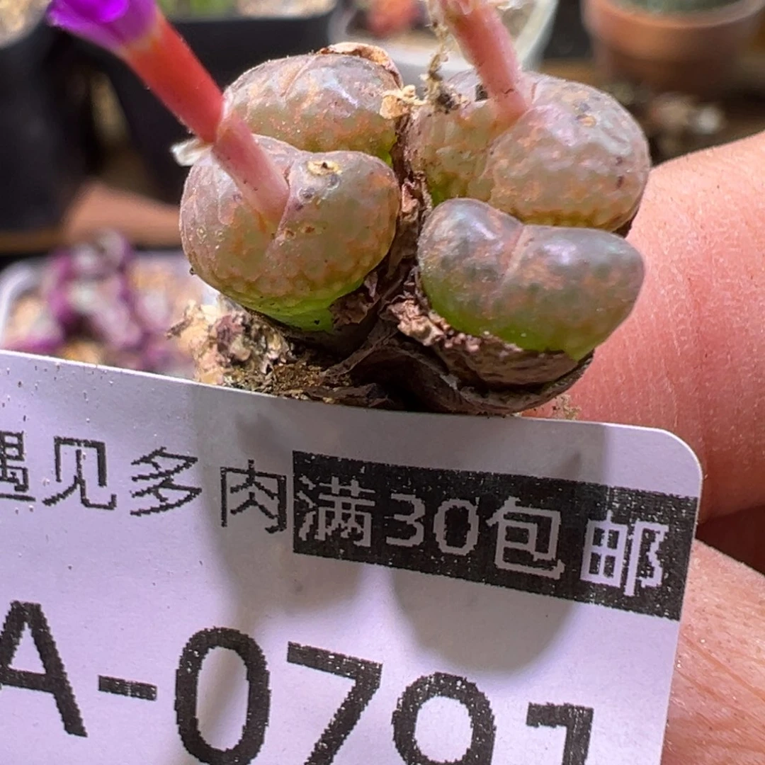 多肉植物1111111111111