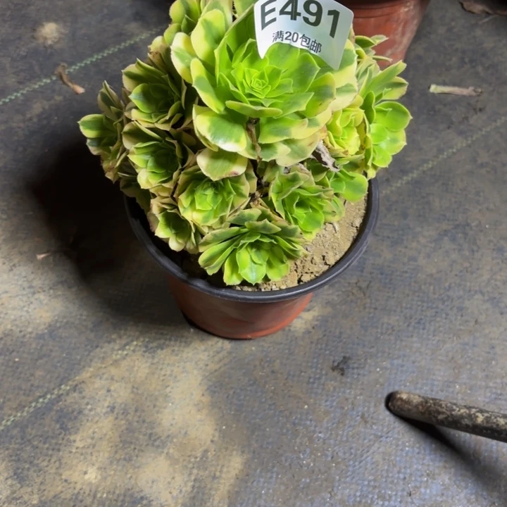 瑞妈，，。。。。。491金丝