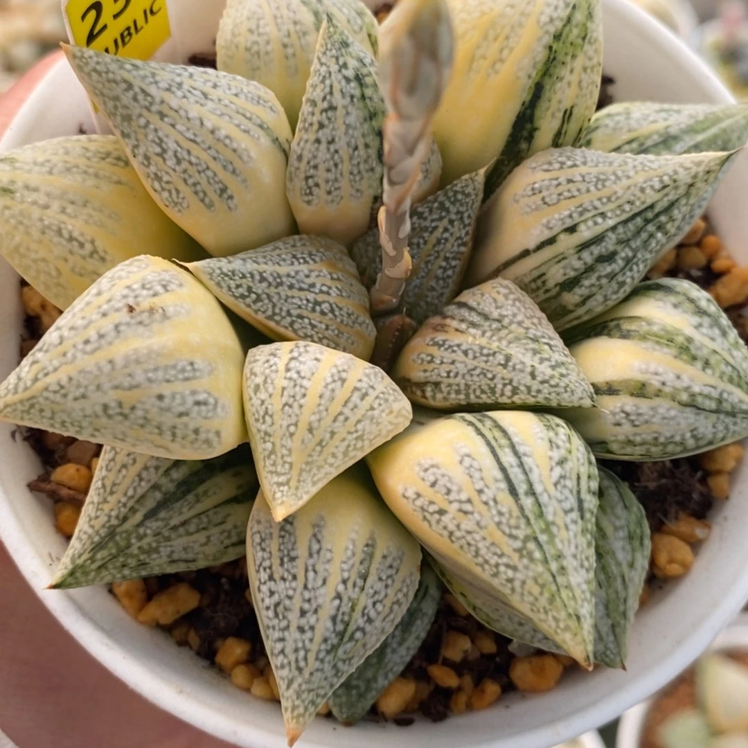 233尖叶白银十二卷多肉植物