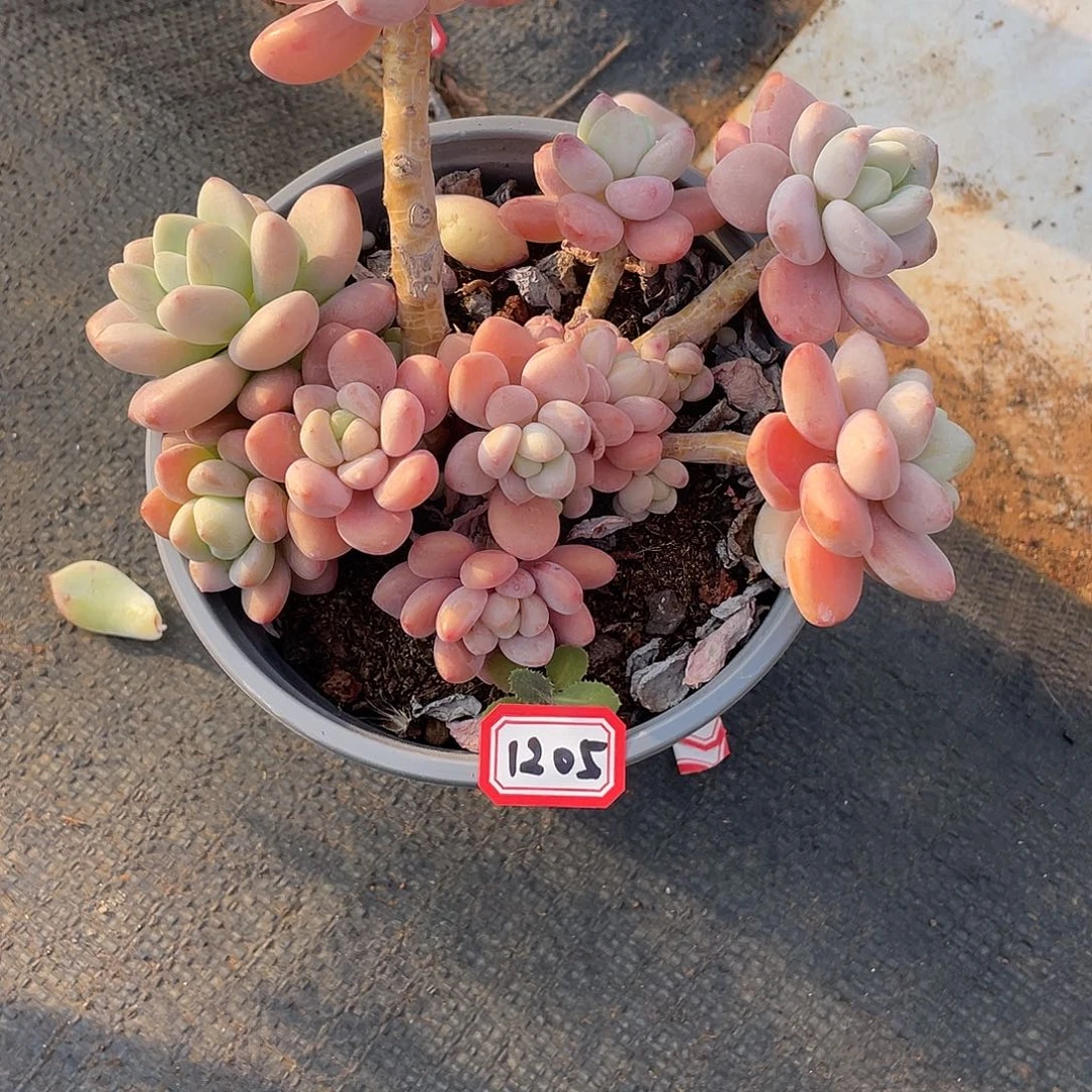 1205洛神 一物一拍多肉