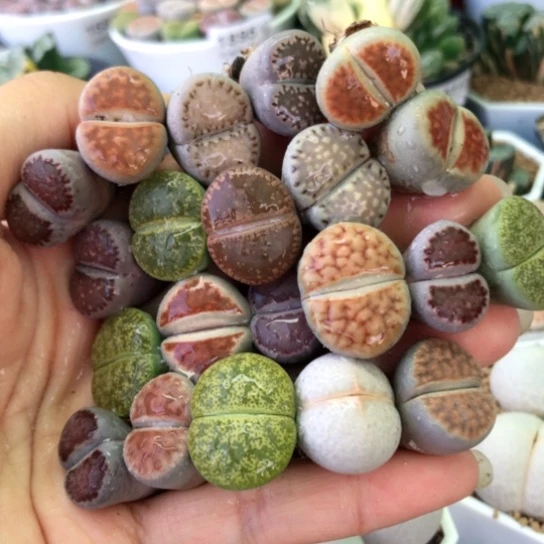 1879，21棵彩色母本如图