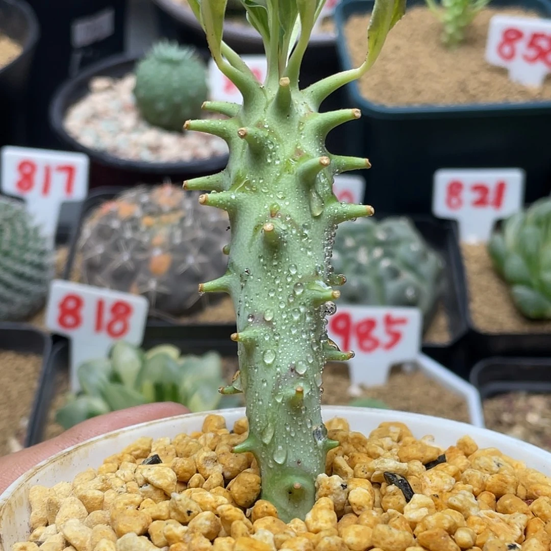 实生粒藻大戟 脱土包邮