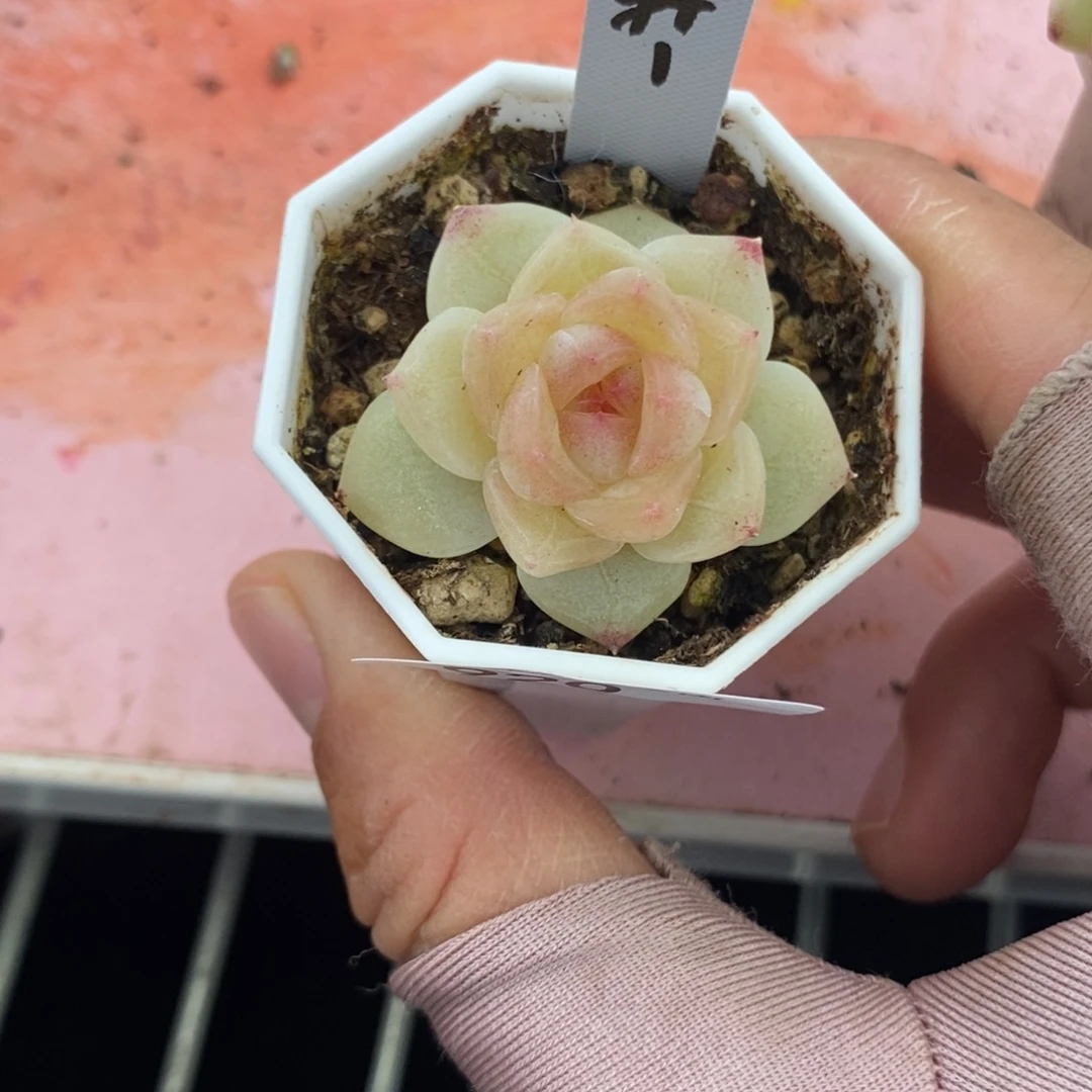 标签920轩1多肉一个