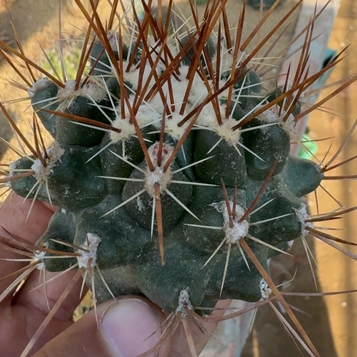 伽奈瘤玉有根6666666