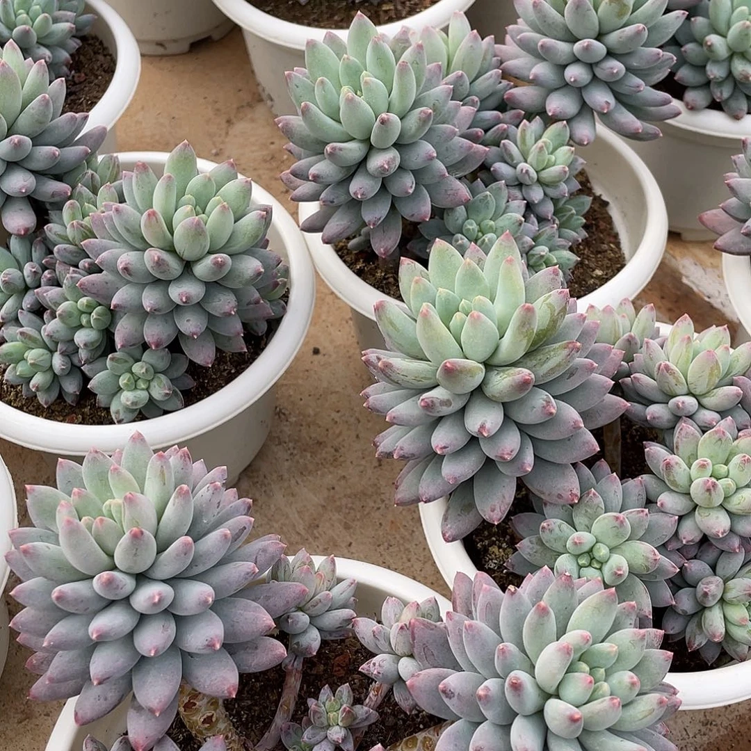 星月菩提精控群生18厘米可挑