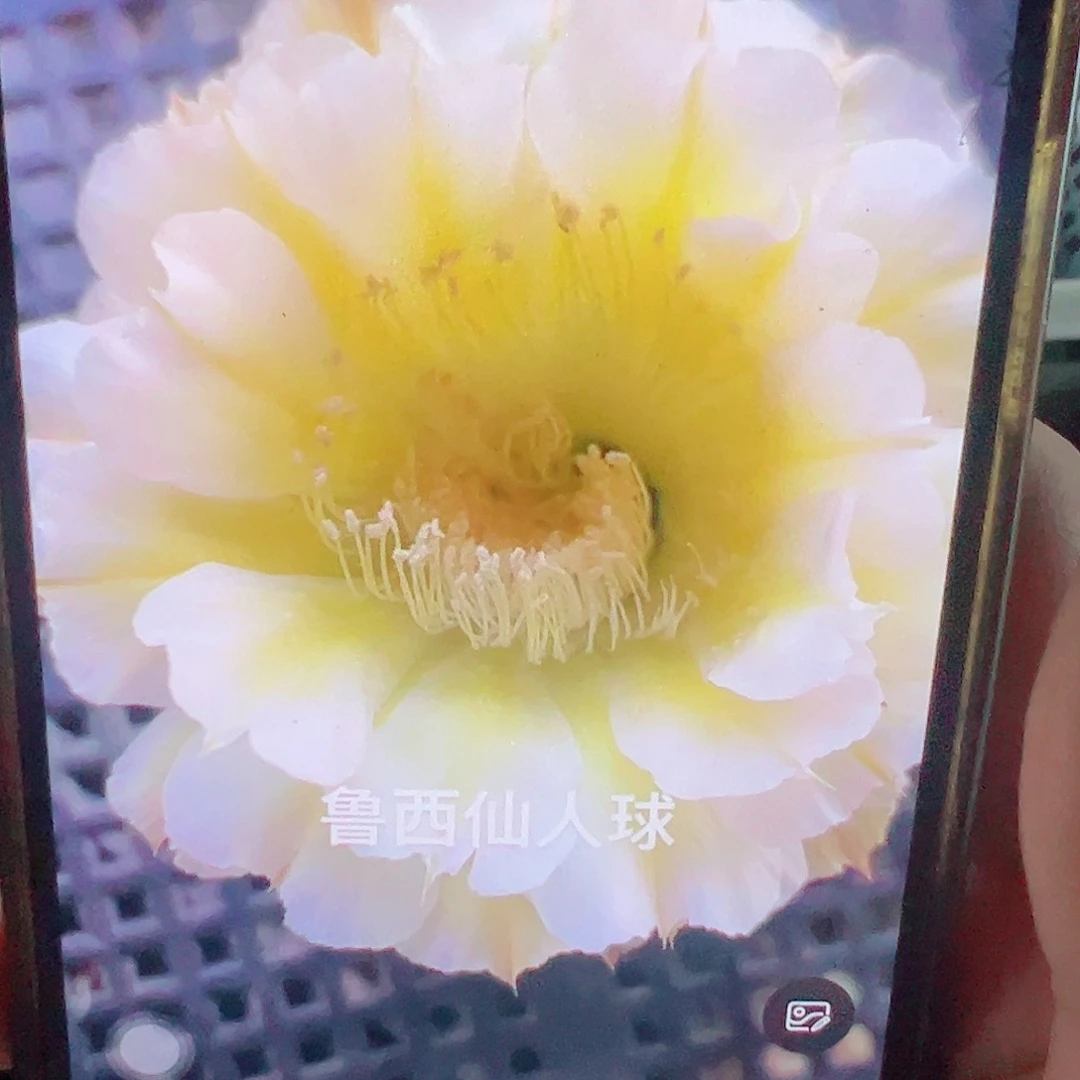 彩草 黄白702侧芽 满20包邮