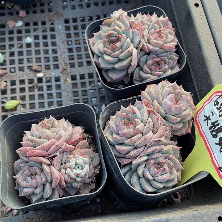 三头群天鹅绒群带盆