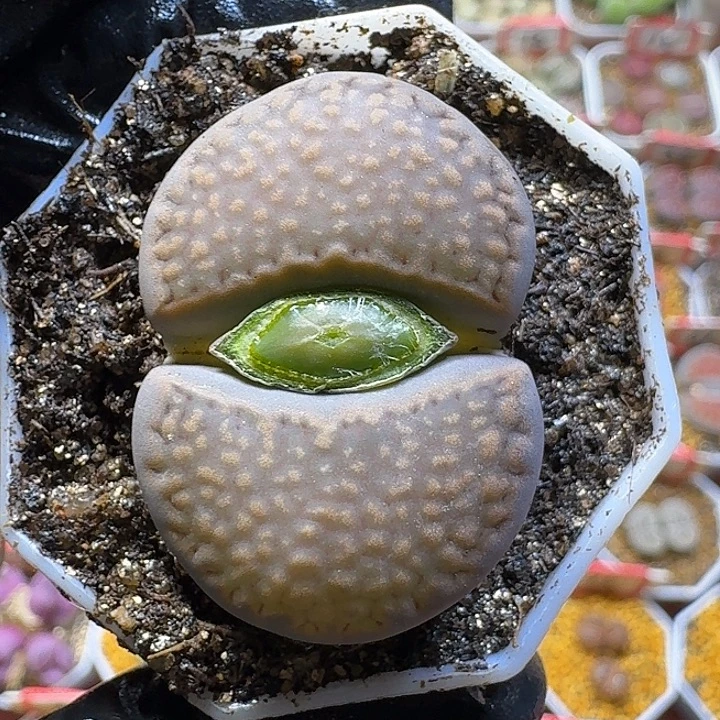 生石花2:：。紫折。 51号