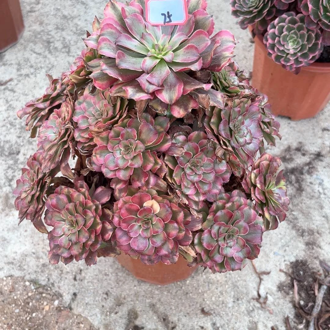 全部花朵75夕颜多肉植物