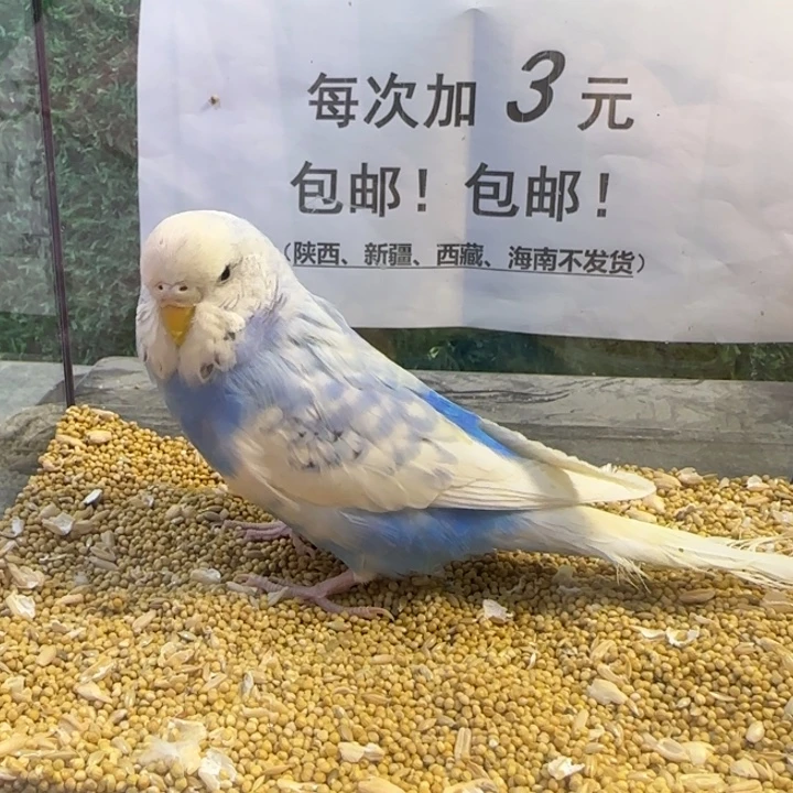 虎皮鹦鹉大头虎皮鹦鹉