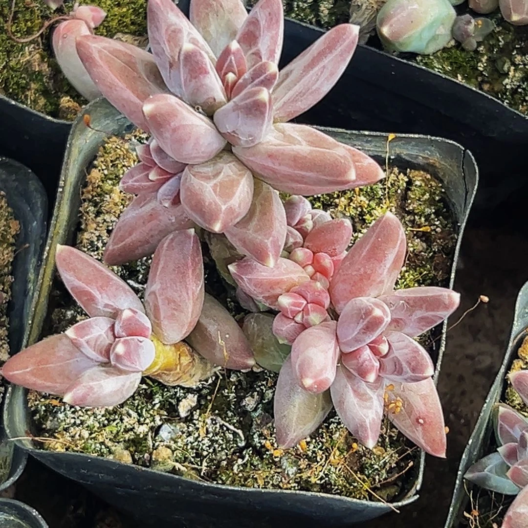 桔云多肉美人精品系列