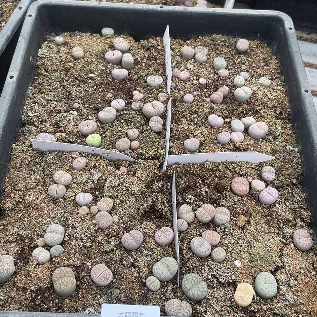 量拍以下1份一箭之遥。324