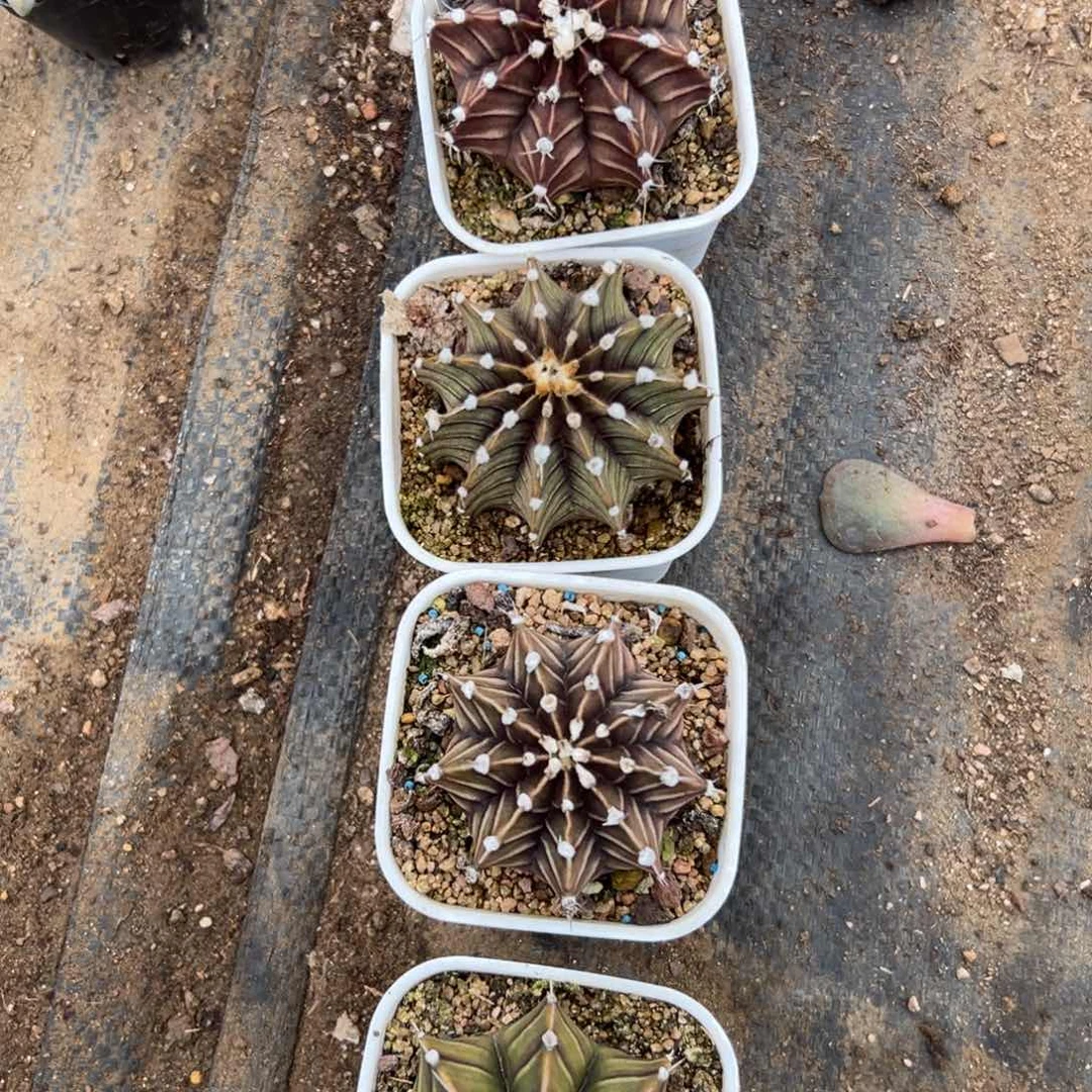 左*多哦肉中央音乐学院中文系