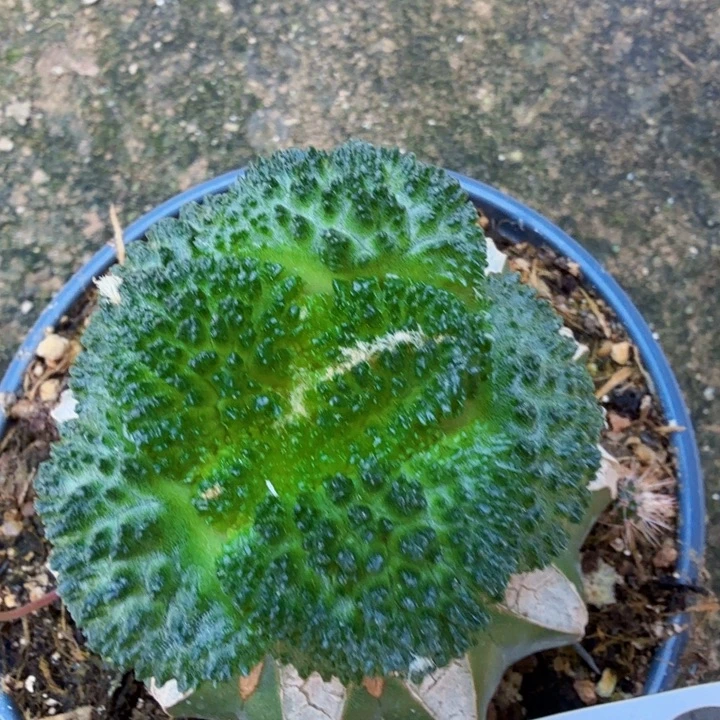 无花朵827细密尤菜花牡丹东三
