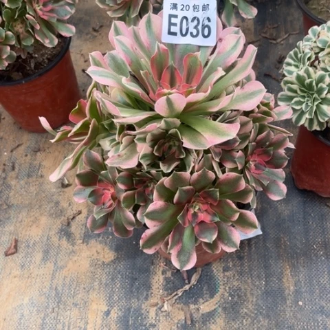 036香妃不包断枝