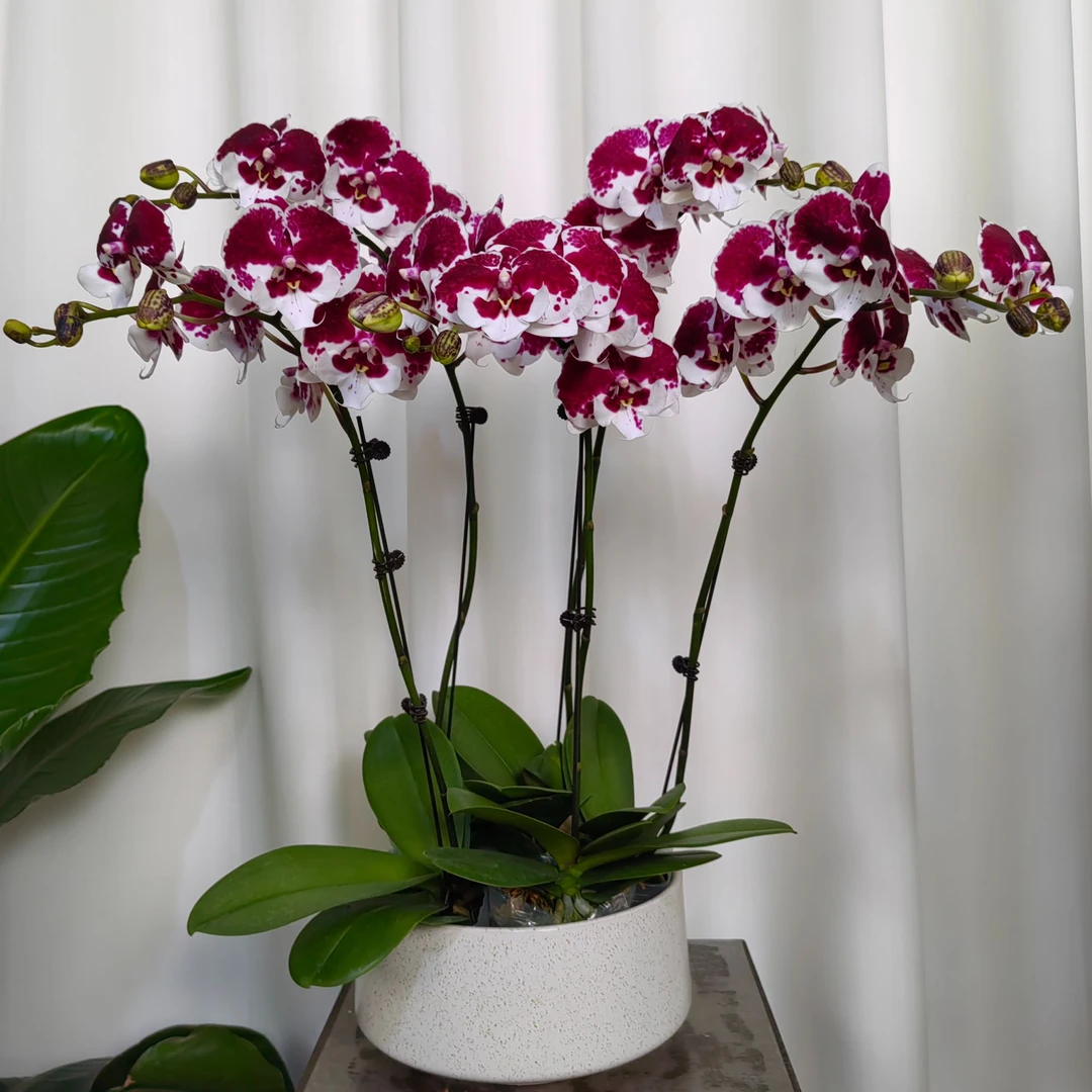 【蝴蝶兰-一千零一夜】趣味美观客厅前台办公室室内鲜花绿植盆栽