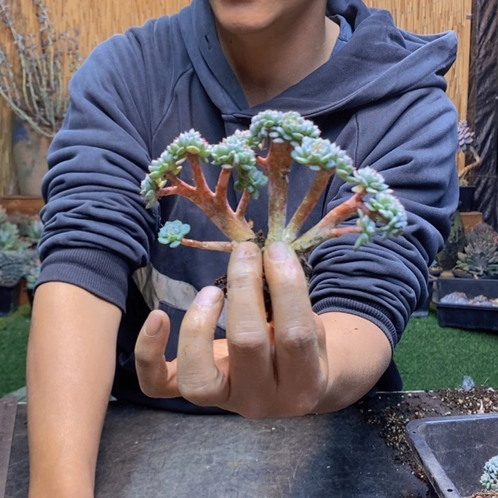 一***子482 号白胖子多肉植物