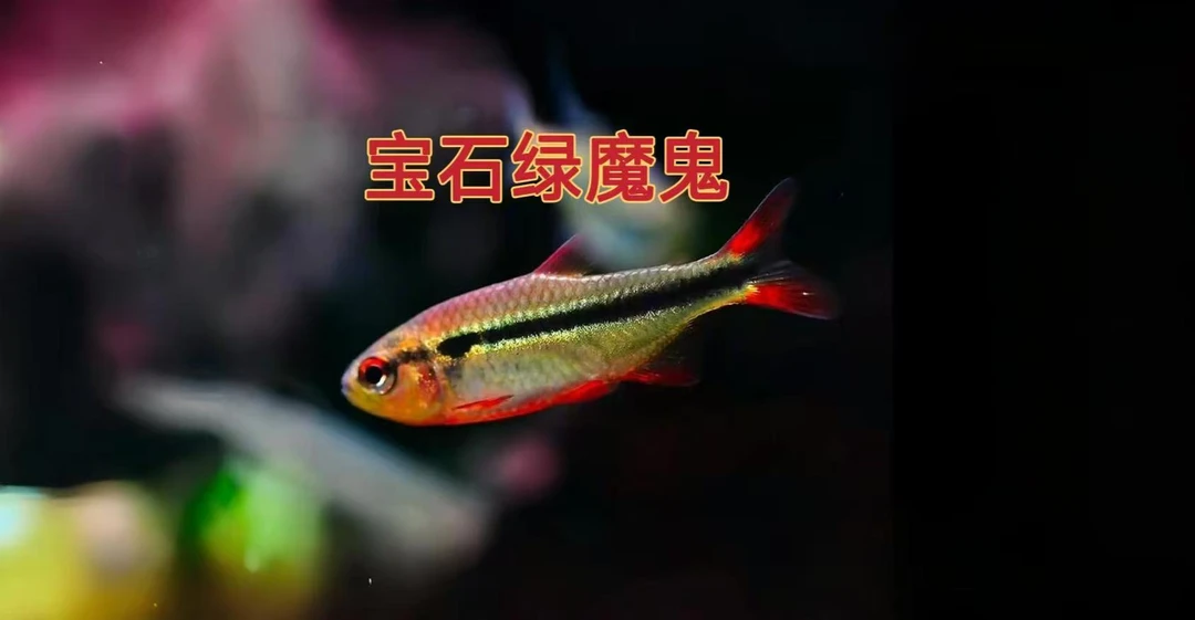 宝石绿魔鬼灯 热带观赏鱼 灯科小型鱼好养群游