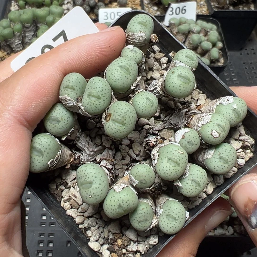【闪购商品】307……