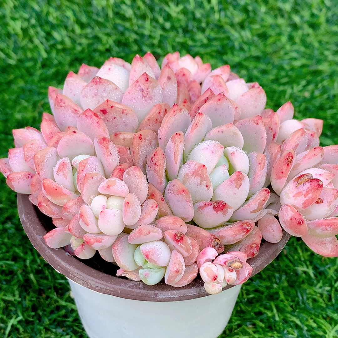 望舒群生精品多肉植物盆栽阳台好养易养花卉一单包邮