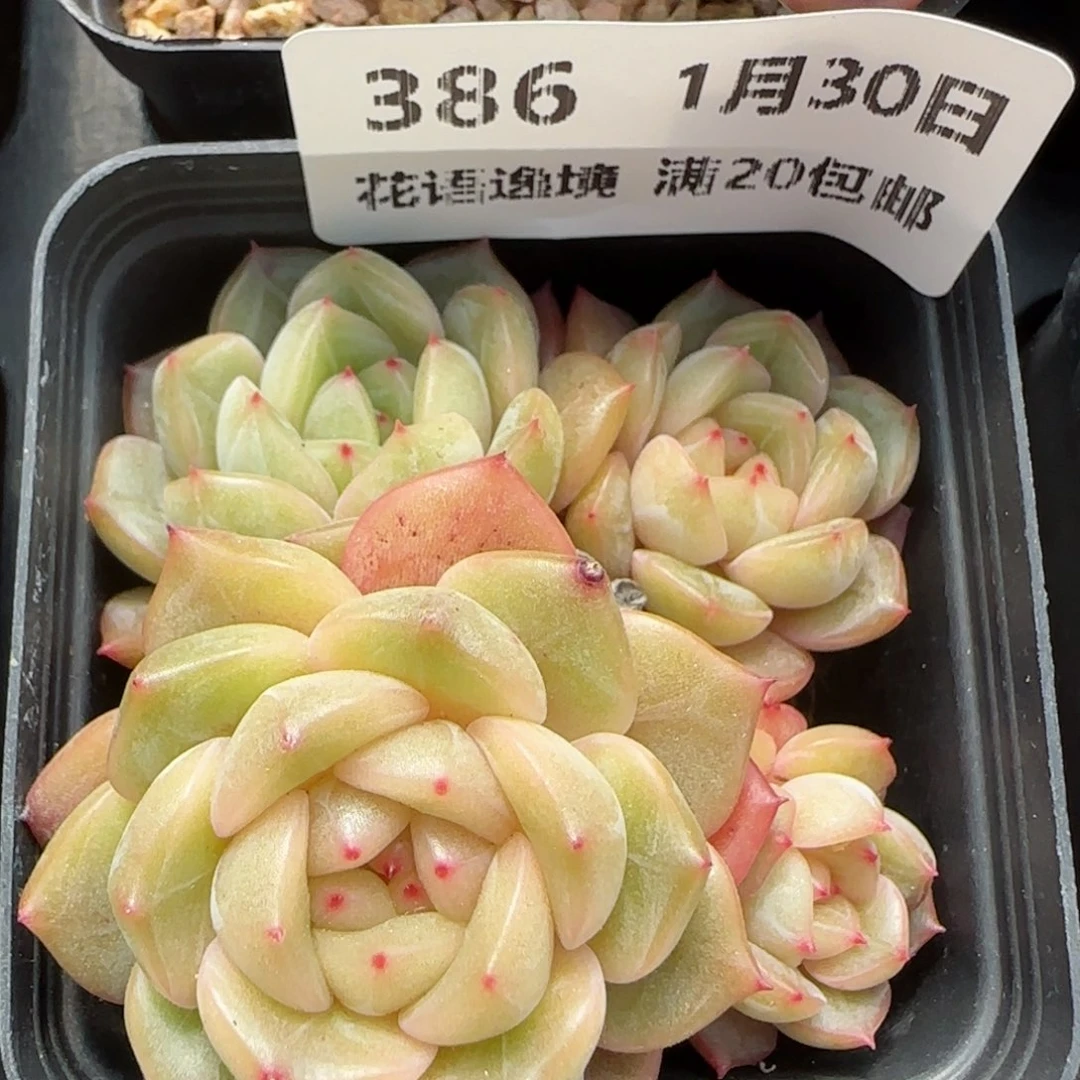 花语逸镜0130-386