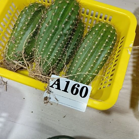 当前无花栽培后可以开花a160