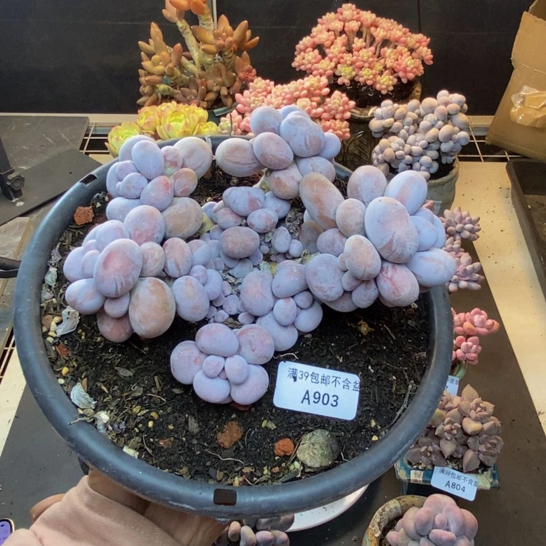 903芭比奶多肉14c m