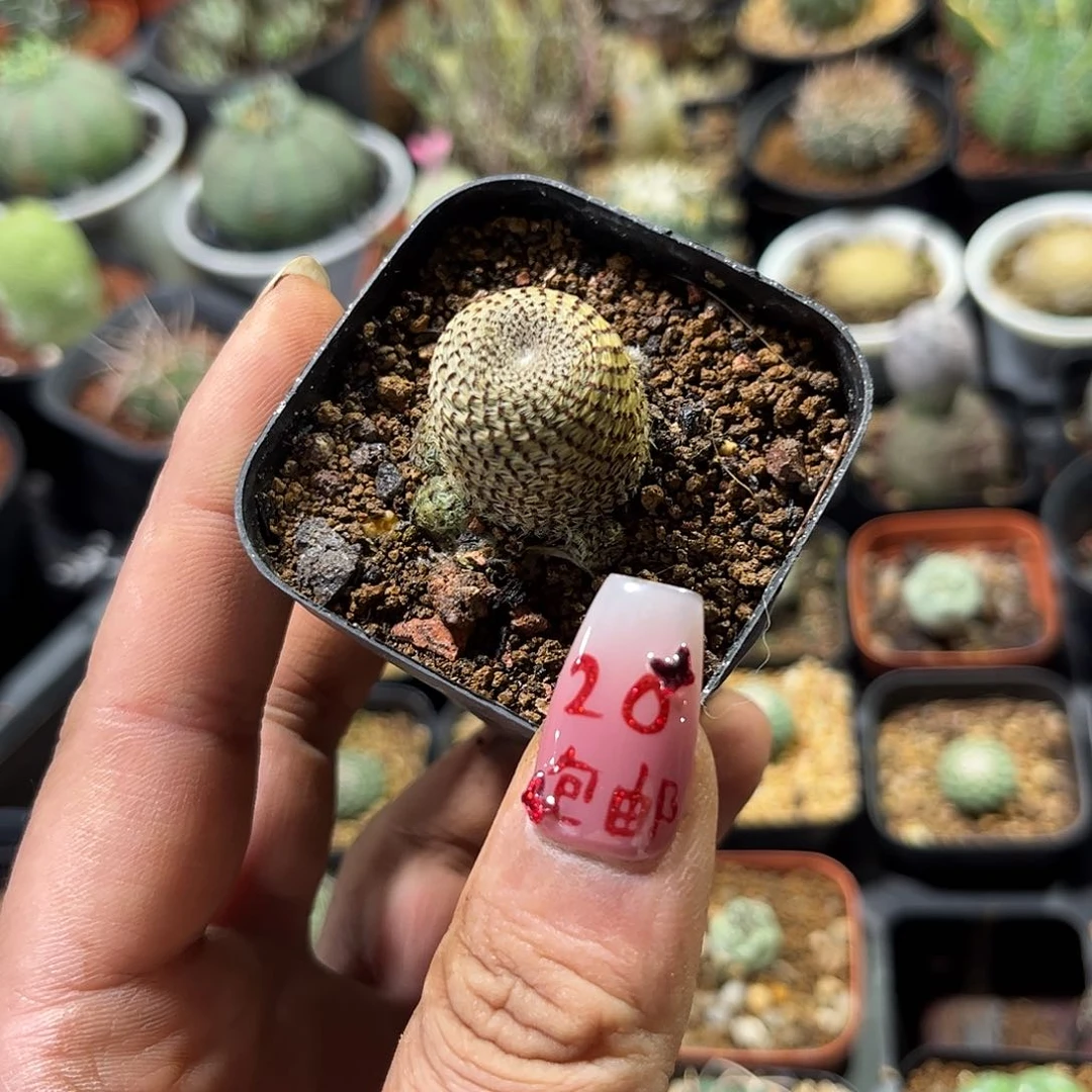 小*11366一物一拍单头发货