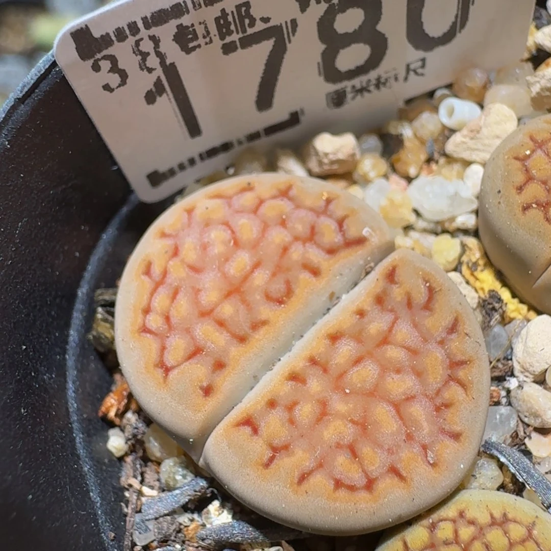 Ssss精品生石花1780