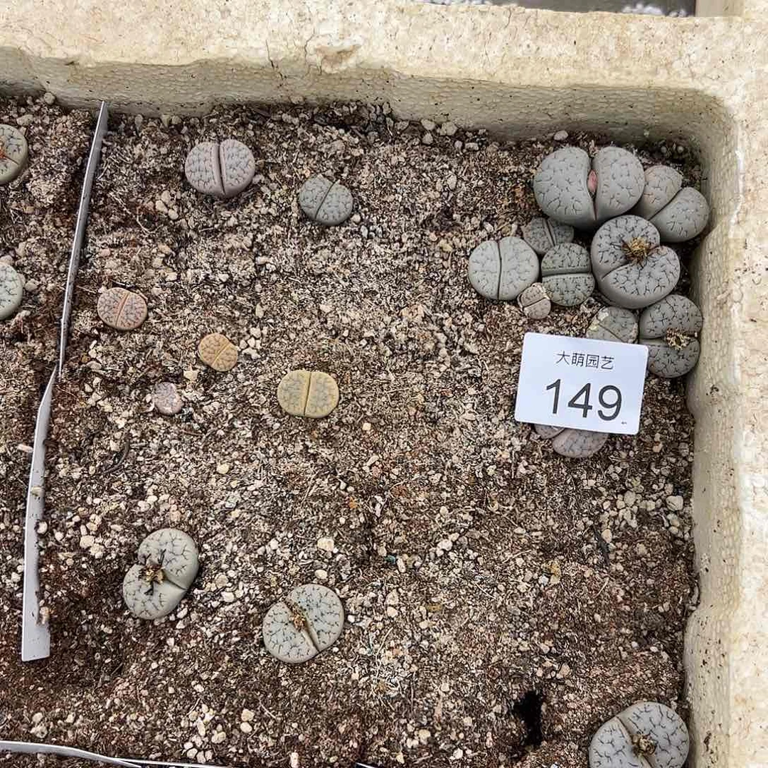 清框脱土发无售后默认有疤。 149