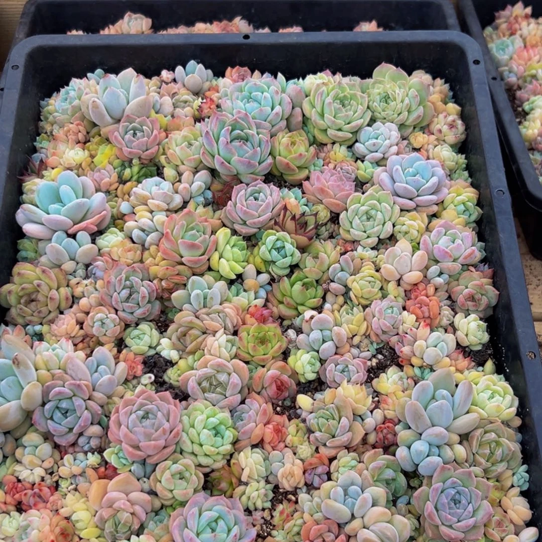 551的人了还在看电视