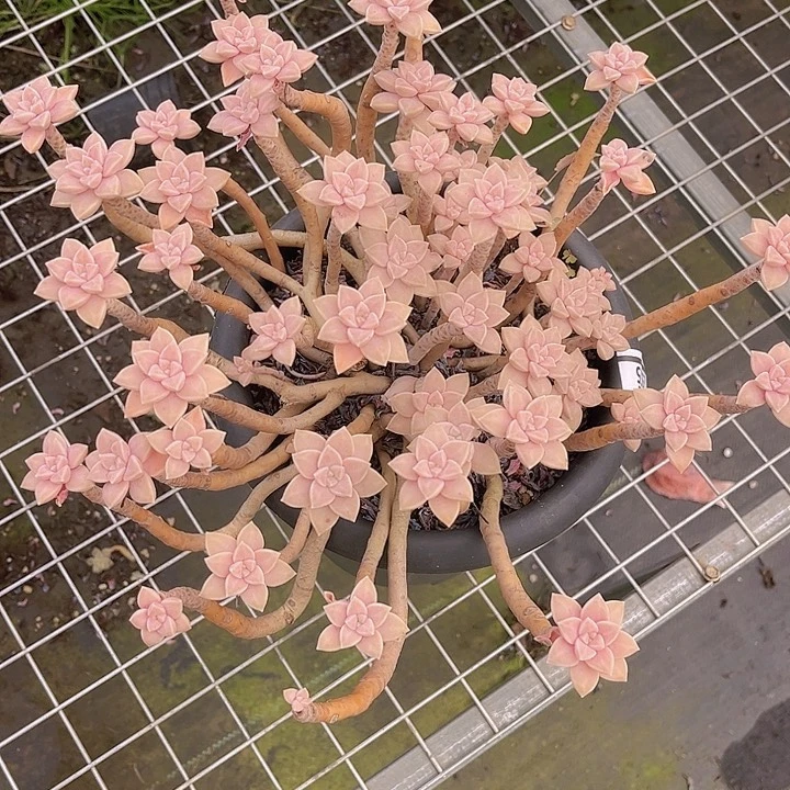 阿伦培2555多肉植物