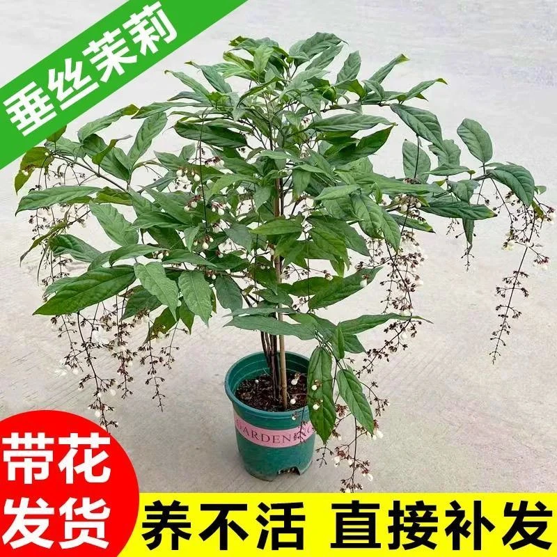 垂丝茉莉茉莉花四季开花垂吊室内植物阳台盆栽花卉垂枝好养大绿植