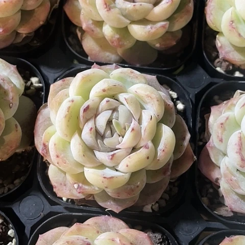 玛奇朵9.9一盆888888