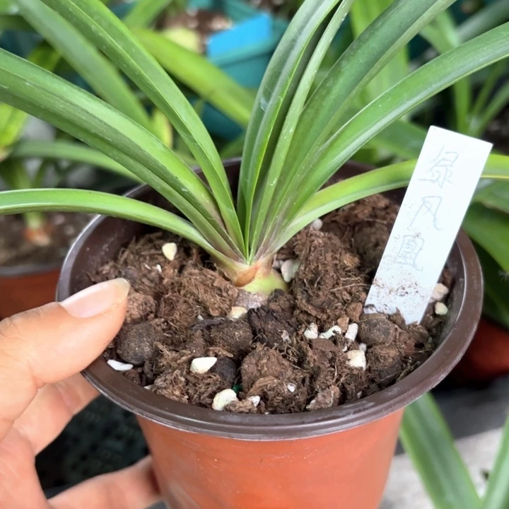 无花朵绿凤凰朱顶红3+