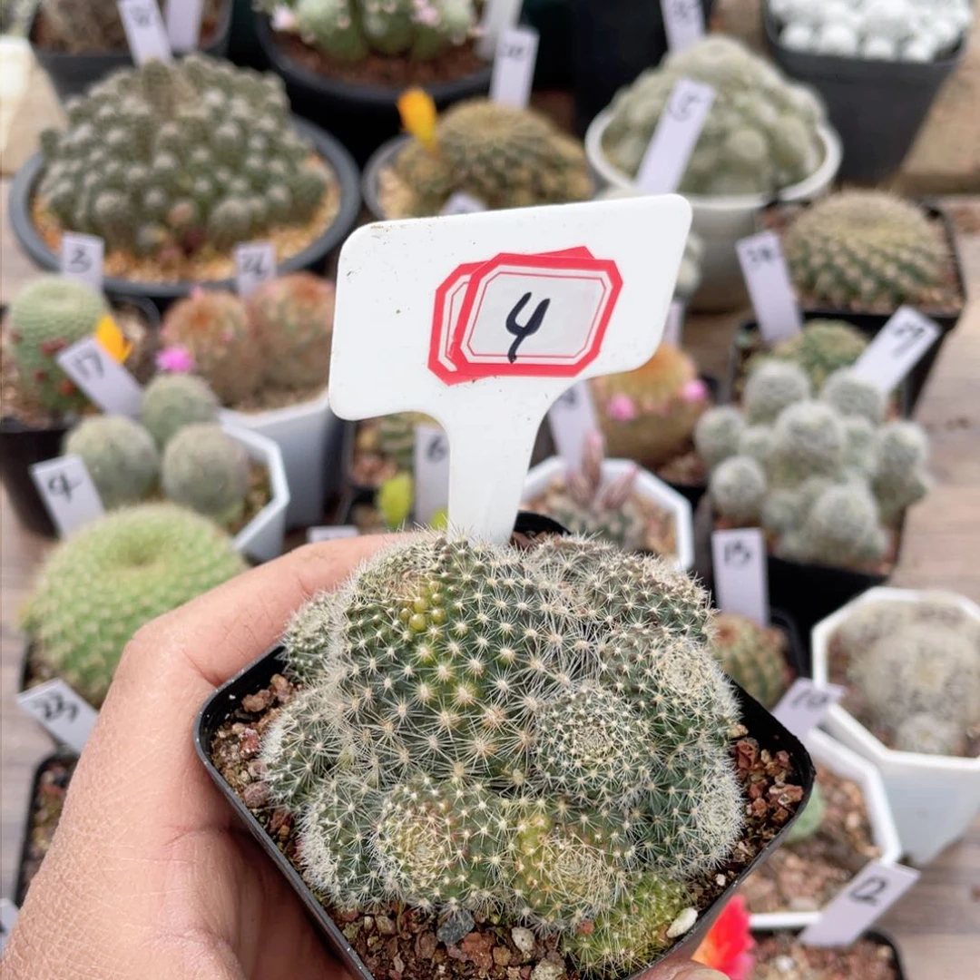 4往事随归我所有人