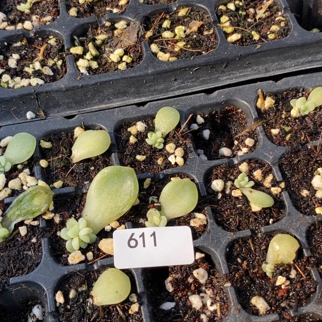 标611灯泡珍妮L芽苗一个