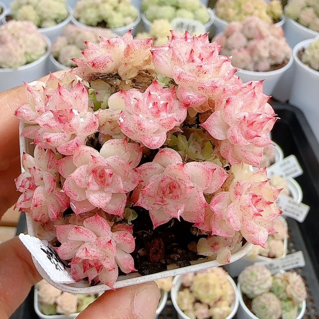 1221-18（ht-86）优选