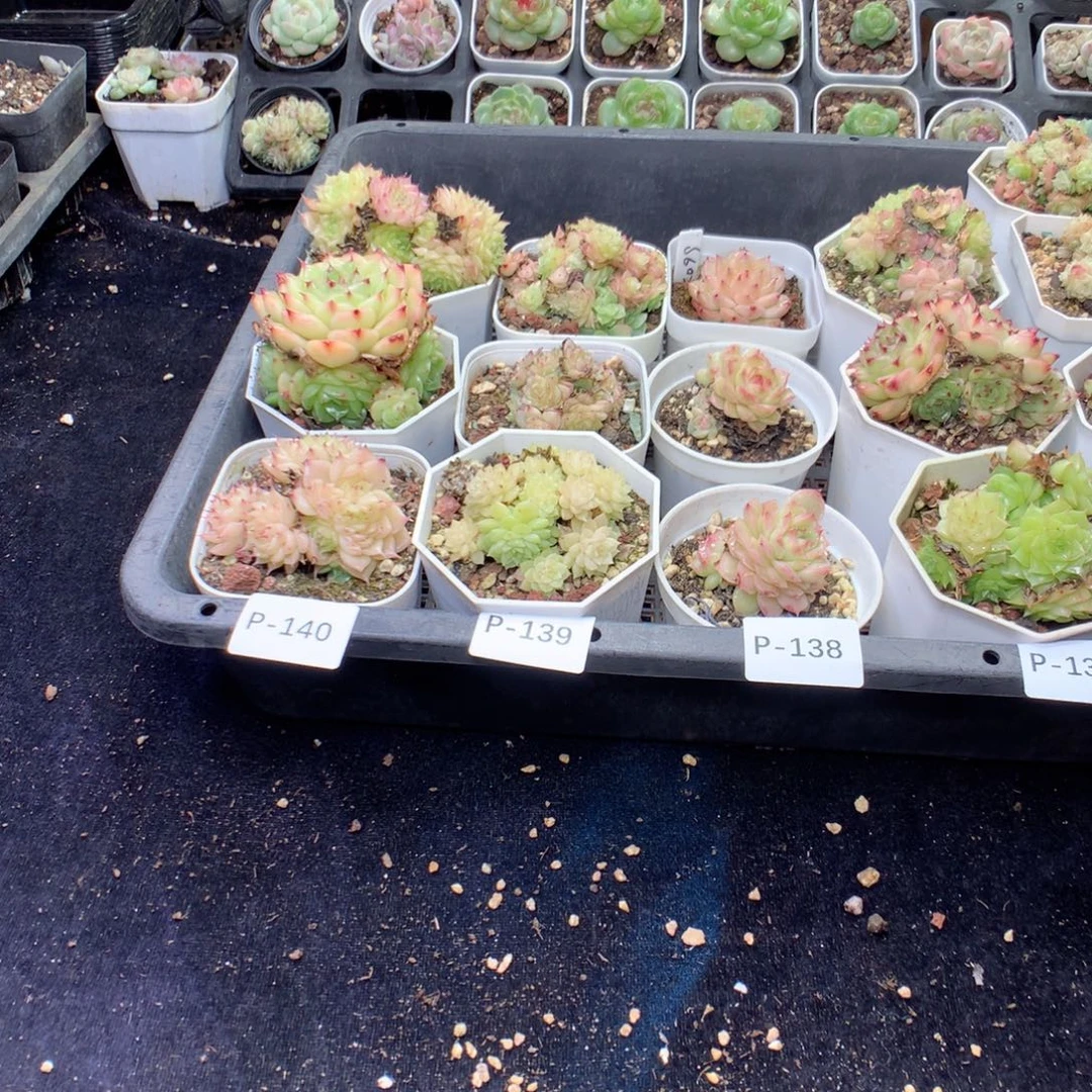 无花朵P140英语英语