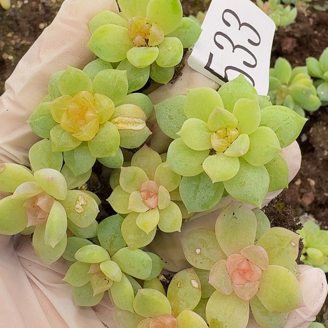 多肉植物多肉植物533