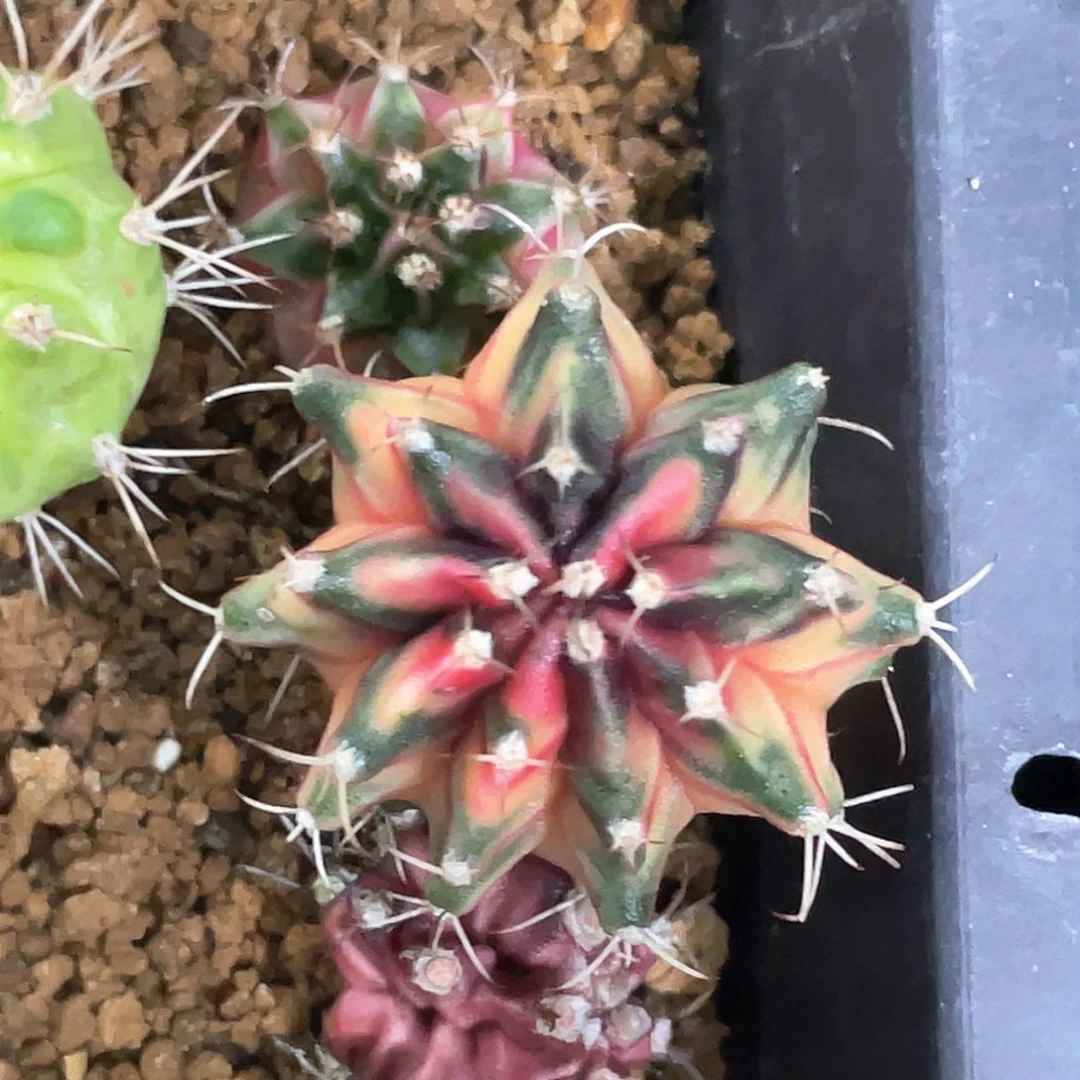 无花朵泰系神品侧，橘黄臀锦虎斑锦